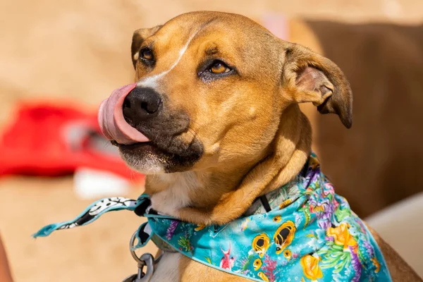 Dog licks his lips at the beach wearing a bandana