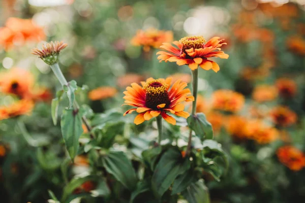 Flores Coloridas Que Crecen Jardín — Foto de Stock