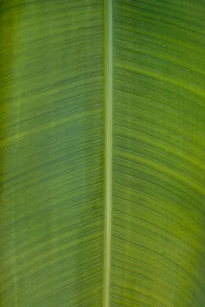 Grande Folha Verde Textura Closeu — Fotografia de Stock