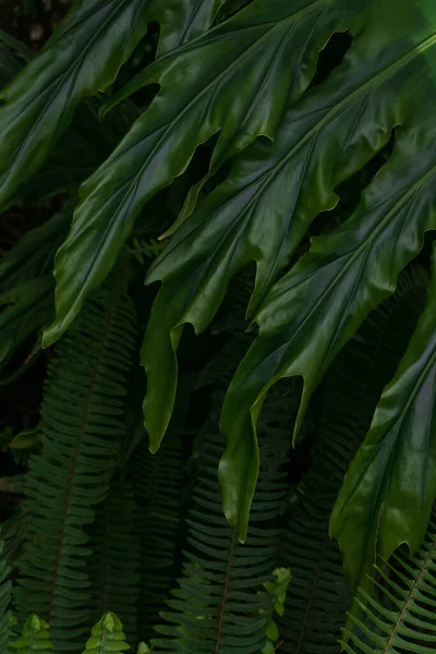 스타라 양치식물로 이루어진 녹색의 역류가 가까이 — 스톡 사진