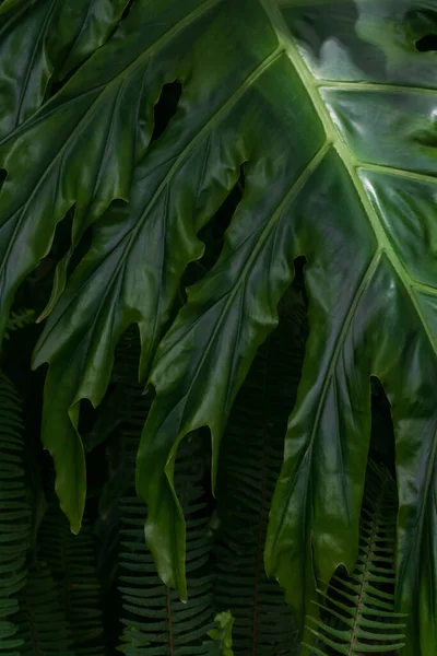 Yeşil doğal canavar yaprakları ve eğreltiotları.