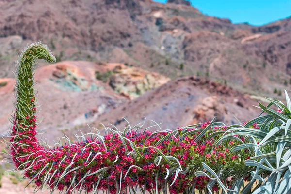テネリフェ島のヴォルカン テイデの赤いタジナーストまたはエチウム ウィドプリティ — ストック写真