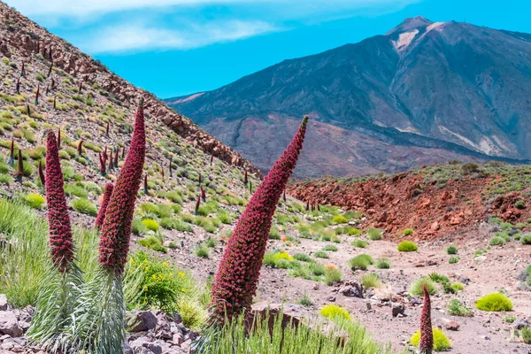 Vörös Tajinaszta Vagy Echium Widprettii Tenerife Vulkán Teide — Stock Fotó