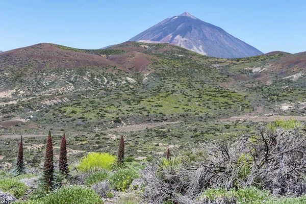Vörös Tajinaszta Vagy Echium Widprettii Tenerife Vulkán Teide — Stock Fotó