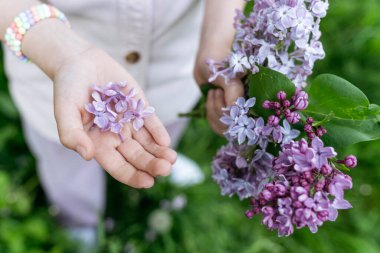 Mor leylak çiçekleri ve dalları bir kızın ellerinde..