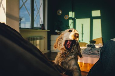 Solgun İngiliz Cocker Spaniel köpeği koca ağzını esniyor gibi açıyor..