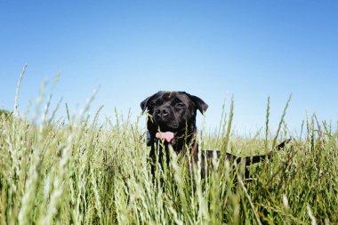 Melez köpek güneşin altında bir tarlada oynuyor.