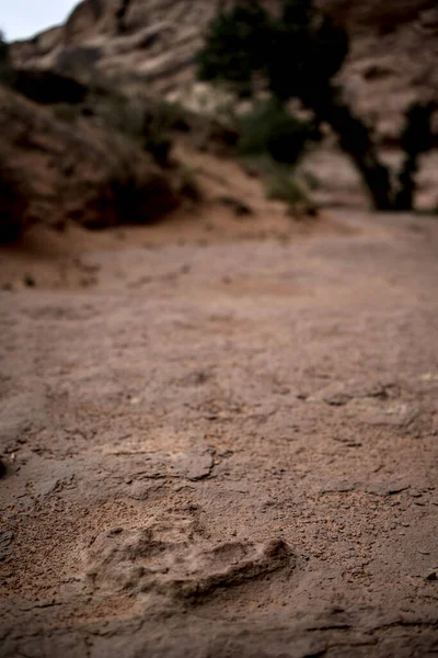 Impronta Dinosauro Lasciata Sul Fondo Canyon Desertico — Foto Stock