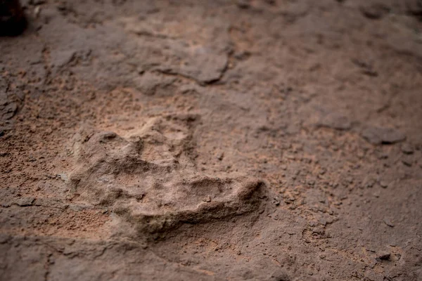在岩石上留下恐龙脚印的特写 — 图库照片