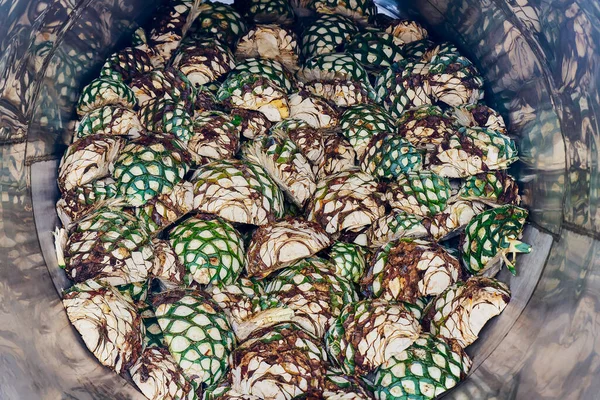 Fırın Dolusu Agave Buğulamaya Hazır — Stok fotoğraf