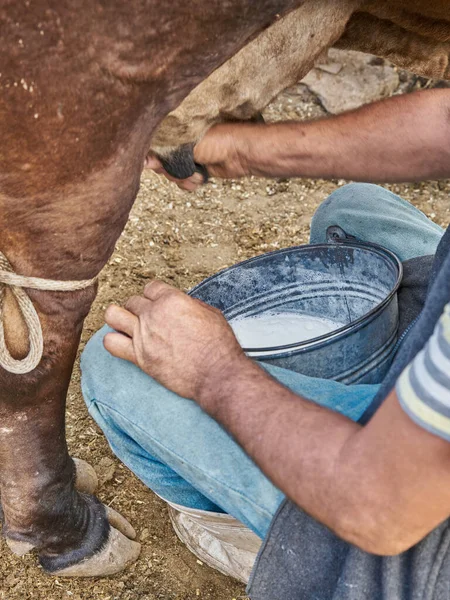 Experienced dairy farmer man milking a cow for milk