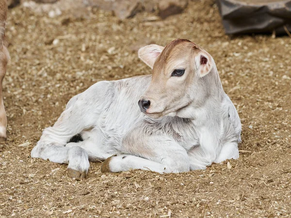 Adorable Calf Meadow Resting Concept Rural Farm Life — Stockfoto