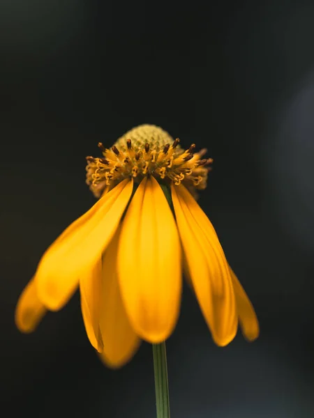 Жовта Квітка Природа Міамі Сша Флорида — стокове фото
