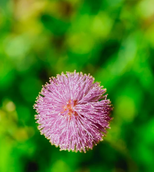 Närbild Makro Blomma Färg Rosa — Stockfoto