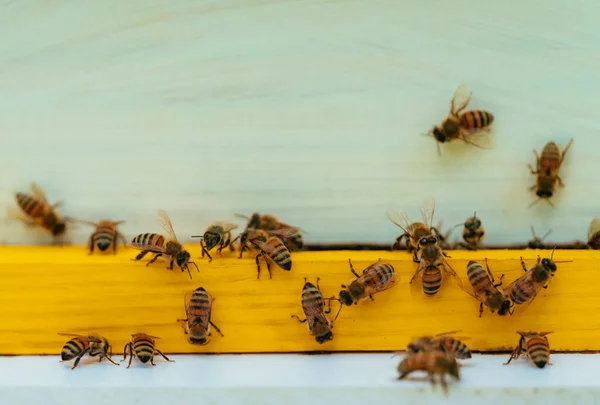 Grupa Pszczoła Praca Miód Natura — Zdjęcie stockowe