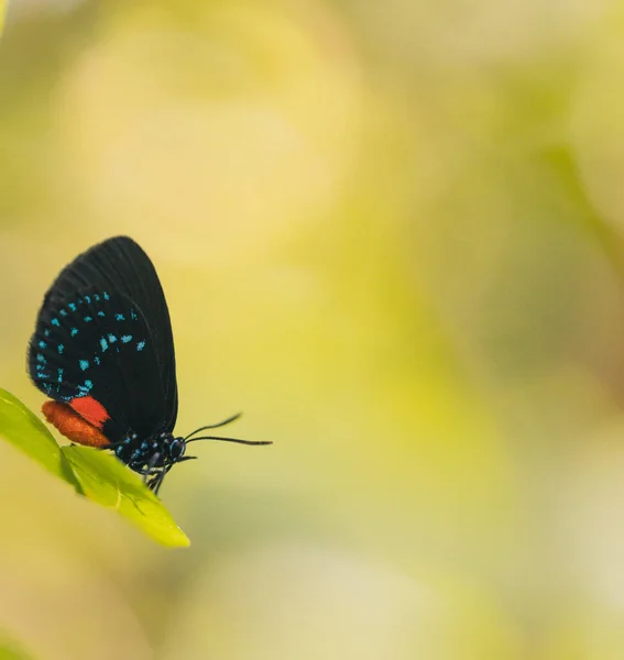 Mariposa Atala Biológico Especies Visuales Coincidencias — Foto de Stock