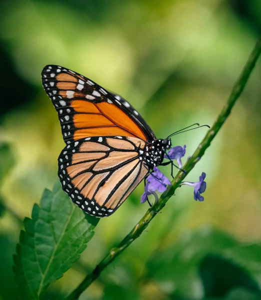 Mariposa Monarca Sobre Una Flor — Foto de Stock
