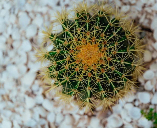 Cactus Garden California Usa — Stock Photo, Image