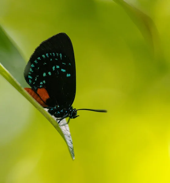 Borboleta Bela Natureza Miami Usa Florida — Fotografia de Stock