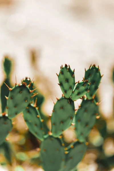 Cactus Con Espinas California Usa — Foto de Stock