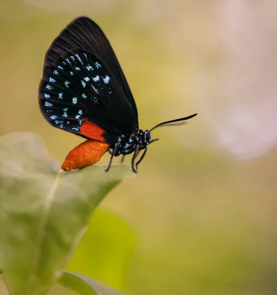 Renklerle Dolu Çok Güzel Bir Kelebek — Stok fotoğraf