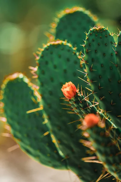 Cactus Con Flor Roja Usa — Foto de Stock