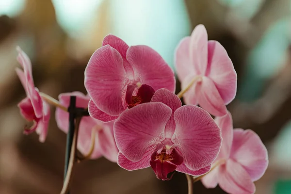 Orchidea Rosa Phalaenopsis Miami Florida — Foto Stock