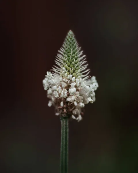 Квітка Ріст Деталі Природа Макрос Рослини Весна — стокове фото
