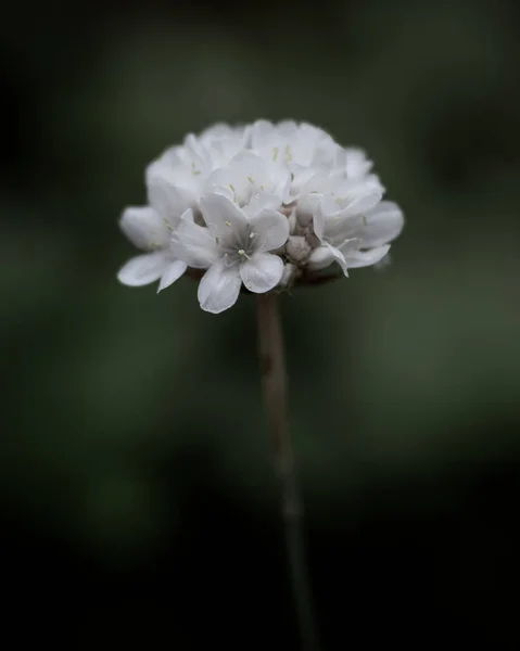 Flor Branca Crescimento Detalhes Natureza Macro Plantas Primavera — Fotografia de Stock