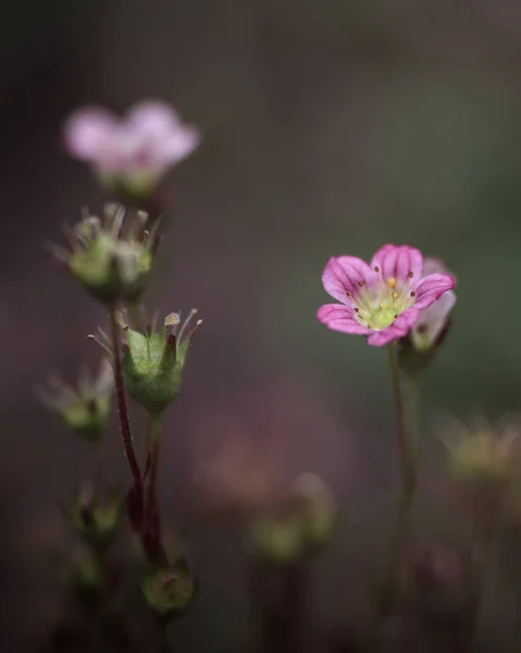 Pembe Çiçek Taç Yaprakları Büyüme Detaylar Doğa Makro Bitkiler Ilkbahar — Stok fotoğraf