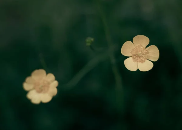 Жовта Квітка Ріст Деталі Природа Макрос Рослини Весна — стокове фото