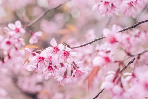 분홍색 벚꽃을 클로즈업해서 가지에 꽂는다 — 스톡 사진