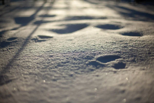 Sol Nieve Vuela Bosque Textura Deriva Nieve Invierno Nevado Detalles — Foto de Stock