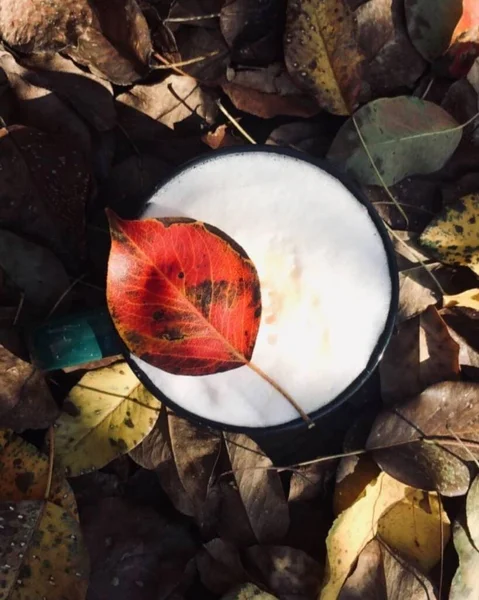 Une Tasse Café Milieu Des Feuilles Jaunies Tombées — Photo