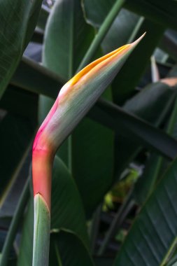 Koyu yeşil yapraklardan oluşan bir arka planda strelitzia tomurcuğu