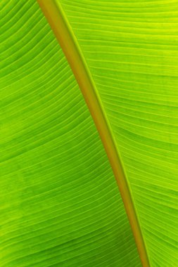 Yeşil tropik yaprak arkaplanı kapat.