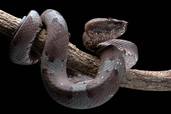 黑色背景的扁平鼻孔毒蛇 — 图库照片