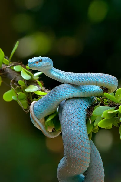 White Lipped Island Pit Viper Tree Branch — ストック写真