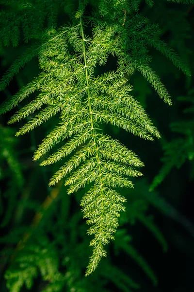 Fern Leaf Forest Florida Usa State — Fotografia de Stock