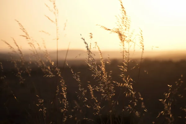 Plants Sunrise Lachish Hill Israel — Stockfoto