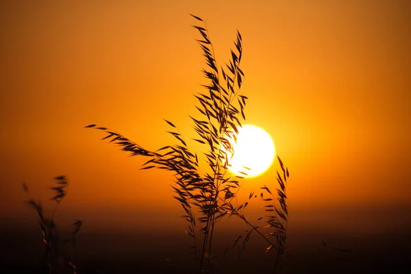 Plants Sunrise Lachish Hill Israel —  Fotos de Stock