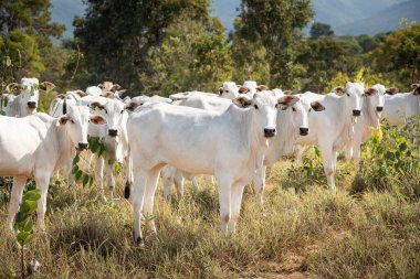 Cerrado bölgesindeki beyaz ineklere bakın, Chapada dos Veadeiros, Gois State, Orta Brezilya 