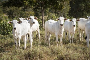 View to white cows on coutryside farm in cerrado area, Chapada dos Veadeiros, Gois State, Central Brazil 