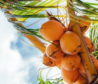 Miami 'deki palmiye ağacında hindistan cevizleri