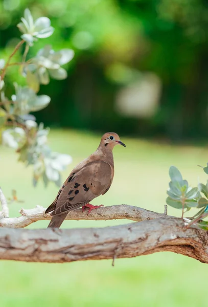 Dove Branch Nature Cute Miami — Fotografia de Stock