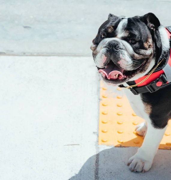 english bulldog puppy face smile cute