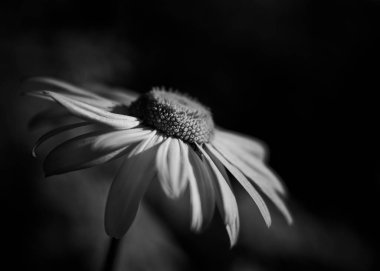 Siyah ve beyaz, çiçek, çiçek, Daysi, taç yaprakları, doğa, makro, bahar