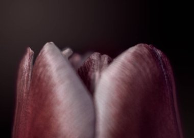 Laleler, kırmızı lale, makro, doğa, kapalı alan, stüdyo, yumuşak