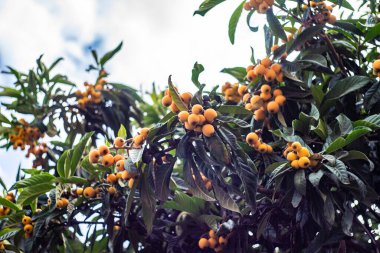 Yaz bahçesindeki ağaçta olgun loquat meyveleri