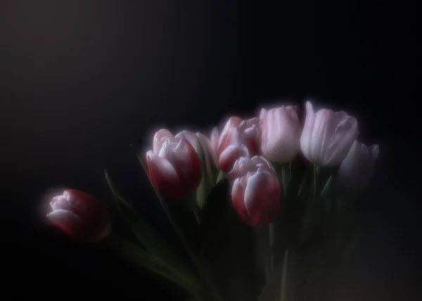 Червоний Тюльпан Рожеві Тюльпани Квіти Пелюстки Природа Макро Студія — стокове фото